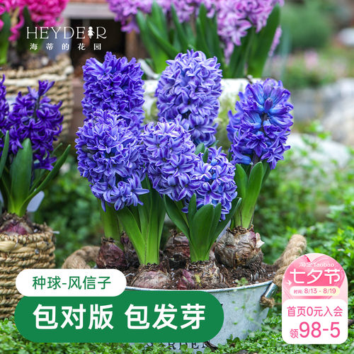 海蒂的花园风信子盆栽花卉阳台庭院地栽花卉花园栽种绿植海妈家