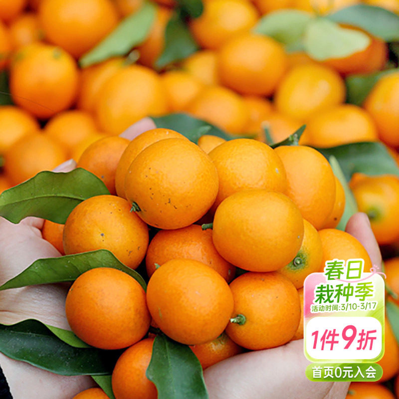 海蒂的花园脆皮金桔柑橘橘子树枇杷树苗石榴树盆栽阳台果苗桔子