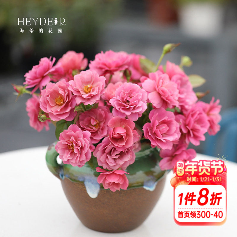海蒂的花园葵灌木月季勤花多头复古色阳台庭院露台植物花卉盆栽苗,鲜花速递/花卉仿真/绿植园艺,月季/蔷薇/玫瑰,淘宝优惠券,粉丝福利购,淘宝优惠卷
