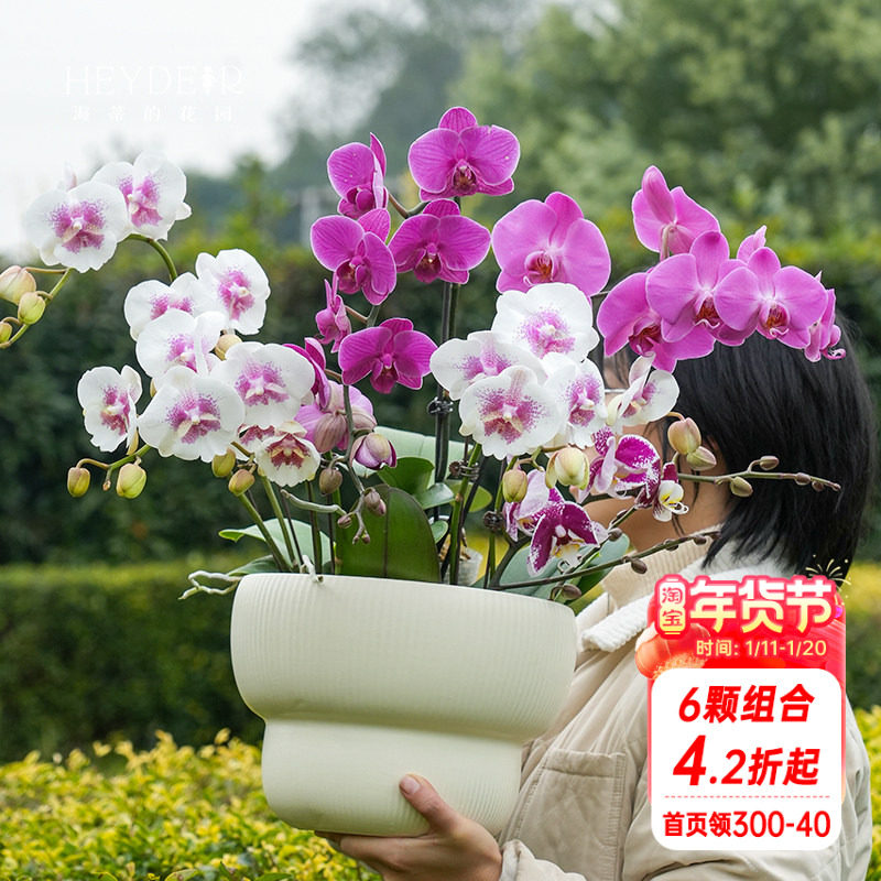 海蒂的花园蝴蝶兰盆栽带花苞大年宵兰花苗白纱宝贝金蝶胡室内花卉,鲜花速递/花卉仿真/绿植园艺,大型绿植/成品组合盆栽,淘宝优惠券,粉丝福利购,淘宝优惠卷