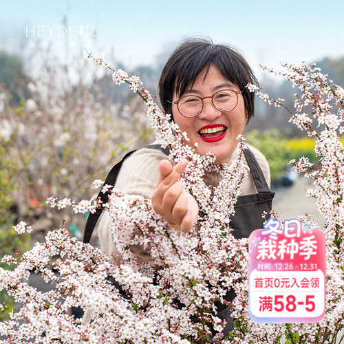 易养易活春季易爆花绣线菊喷雪花