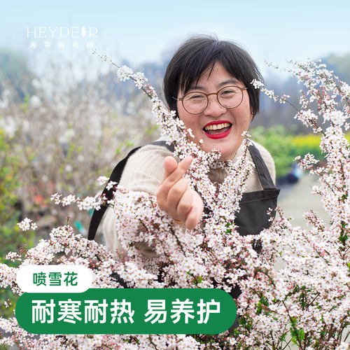 海蒂的花园喷雪花雪柳盆栽锦带绣黄金喷泉线菊溲疏小手球耐寒花卉