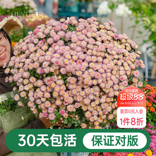 球菊菊花盆栽多年生花卉好养