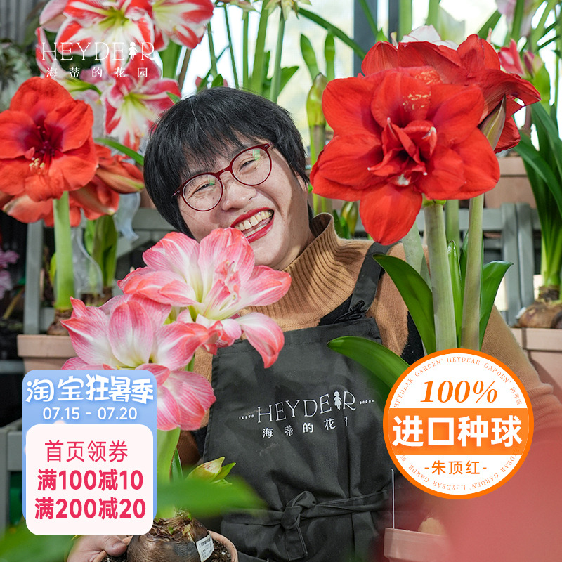 海蒂的花园秘鲁朱顶红室内开花