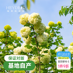 海蒂的花园欧洲木绣球花卉植物庭院露台庭院盆栽树苗耐寒绣球花苗