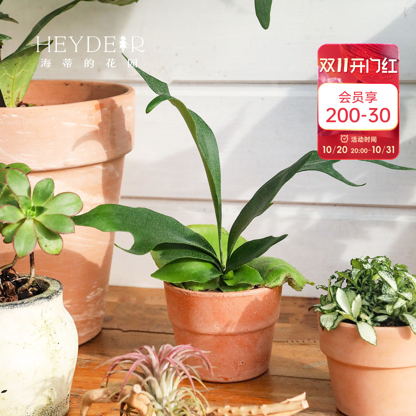 海蒂的花园成都总店鹿角蕨绿植盆栽室内植物客厅桌面植物海妈推荐