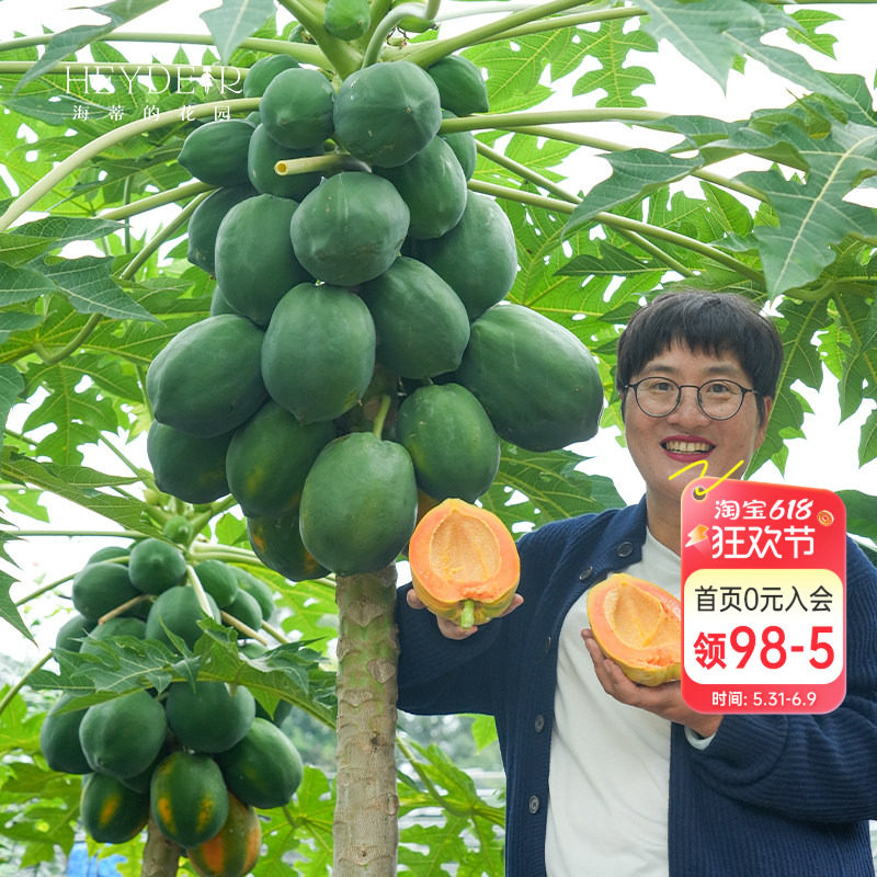 海蒂的花园 水果木瓜树苗盆栽苗南方种植庭院盆栽地栽果树果苗