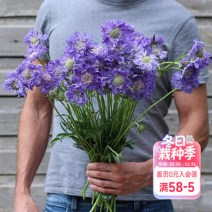 海蒂 高加索蓝盆花阳台庭院耐寒花切花卉花境植物盆栽花苗 花园