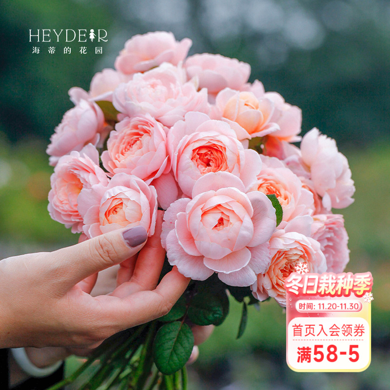 海蒂的花园月季瑞典女王