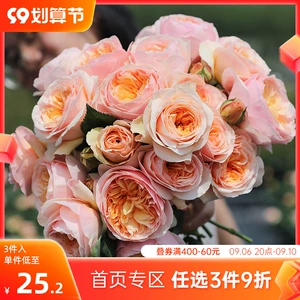 [海蒂的花园月季花苗盆栽小苗爬藤玫瑰果汁阳台多季开花地栽花苗]