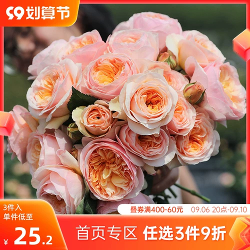 Садовая роза садовая роза, голубая дождливый дождливый дождь, лазание на виноградном соке балкон балкон розовый горшок