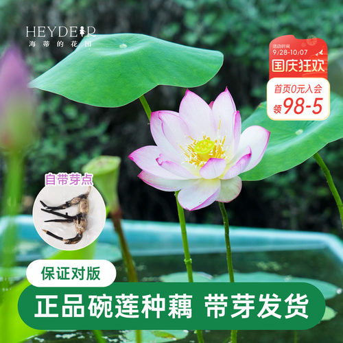 海蒂的花园 碗莲种藕荷花水培植物新手莲花可缸养庭院水生植物