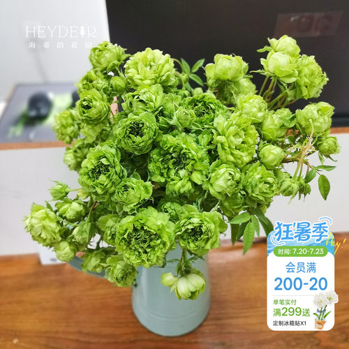 海蒂的花园结绿珍月季盆栽