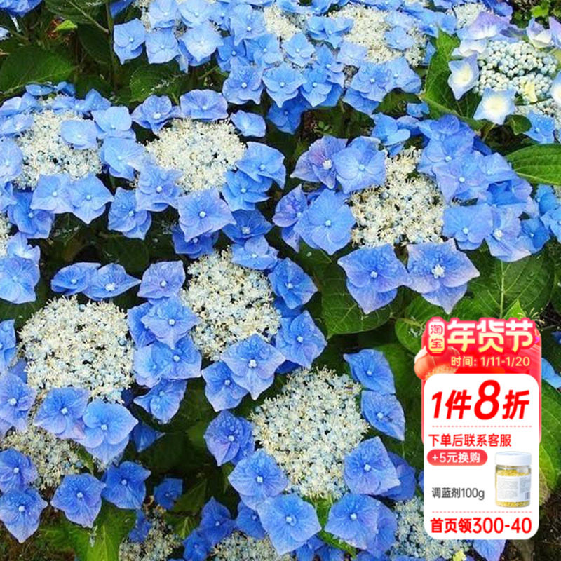 海蒂的花园星空大花绣球花色梦幻可调蓝阳台花卉盆栽易活植物花苗,鲜花速递/花卉仿真/绿植园艺,绣球/木绣球/木本植物,淘宝优惠券,粉丝福利购,淘宝优惠卷
