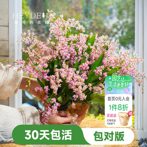 海蒂的花园文心兰盆栽