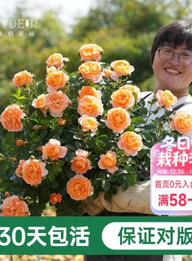 海蒂的花园月季花苗粉色龙沙宝石蓝色阴雨爬藤室外地栽月季盆栽