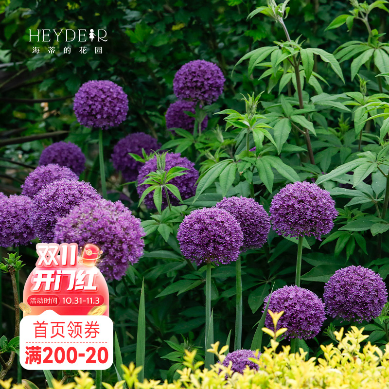 海蒂的花园花葱种球进口多年生宿根庭院花境花材植物球根花卉裸球