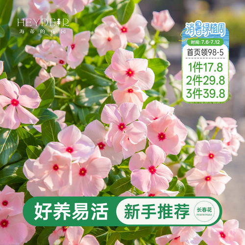 海蒂的花园长春花阳台花量大