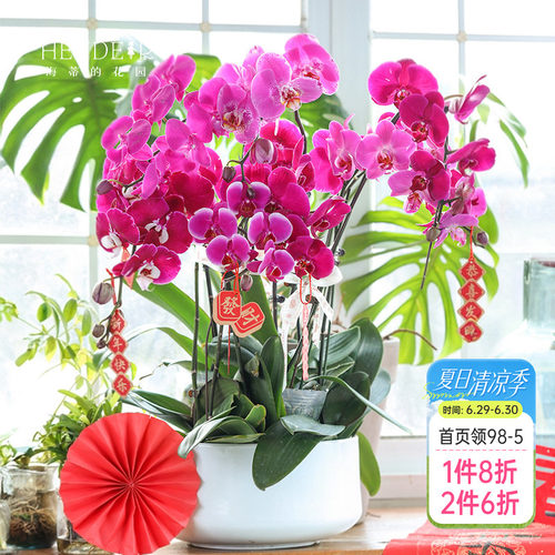 带花苞蝴蝶兰海蒂的花园