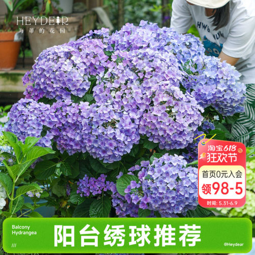 海蒂的花园成都总店大花绣球花苗阳台盆栽魔幻革命花卉植物