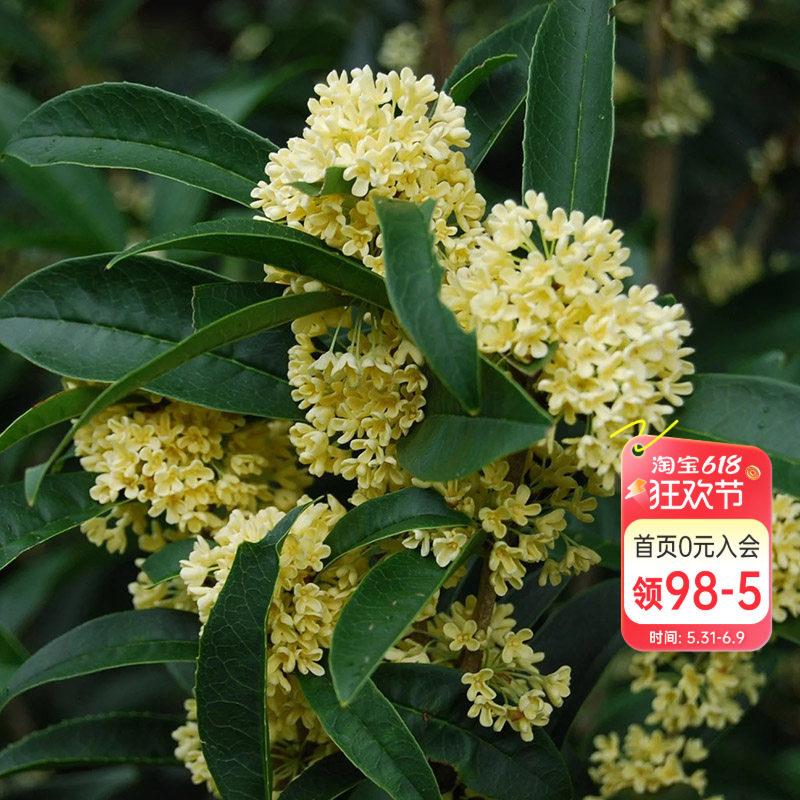海蒂的花园桂花香椿树苗盆栽浓香常绿庭院木本花卉景观