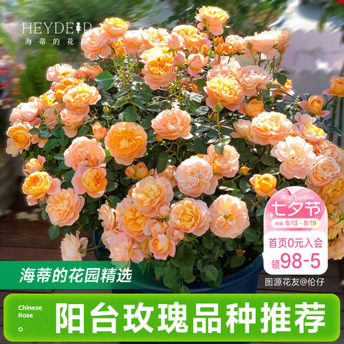 海蒂的花园月季花苗阳台玫瑰盆栽开花直立爬藤垂吊栽种花卉植物