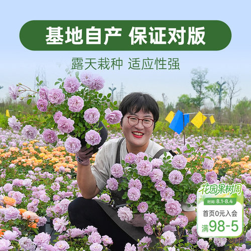 海蒂的花园月季花苗盆栽小苗爬藤玫瑰果汁阳台地栽花苗