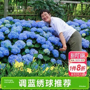 海蒂 花园成都总店易调蓝大花绣球花苗无尽夏花卉盆栽植物