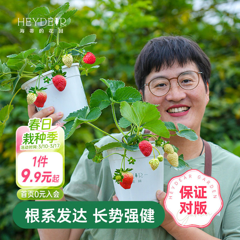 海蒂的花园草莓苗盆栽苗秧种子秋冬季多季结果原土原盆红颜奶油