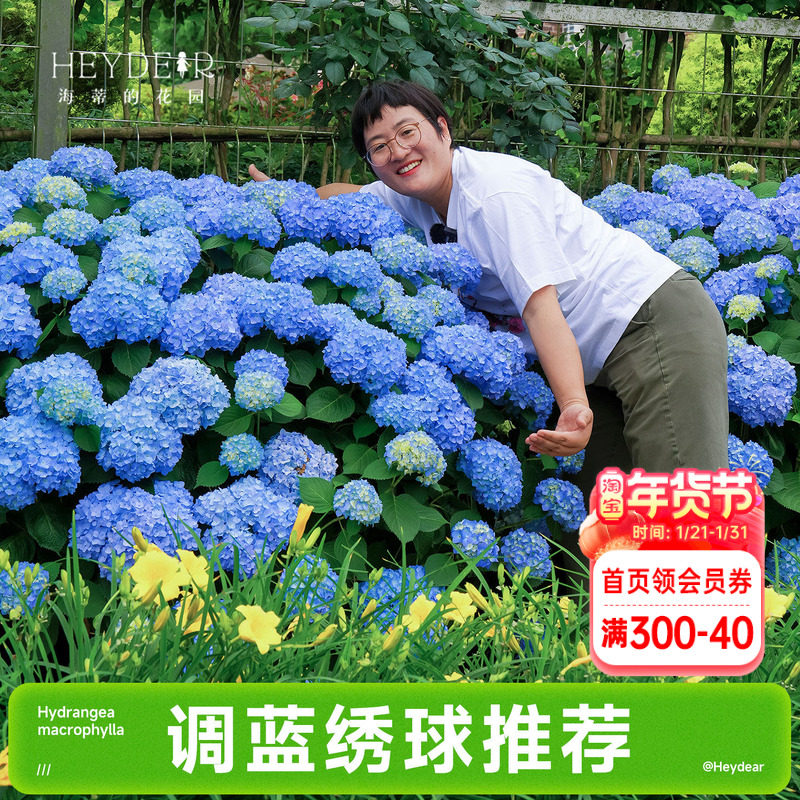 海蒂的花园成都总店易调蓝大花绣球花苗无尽夏花卉盆栽植物,鲜花速递/花卉仿真/绿植园艺,绣球/木绣球/木本植物,淘宝优惠券,粉丝福利购,淘宝优惠卷