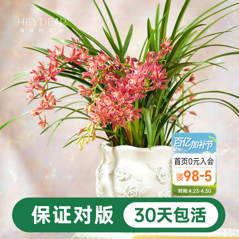 海蒂的花园 兰花兰草盆栽杂交蕙兰草本阳台室内花卉植物盆栽苗