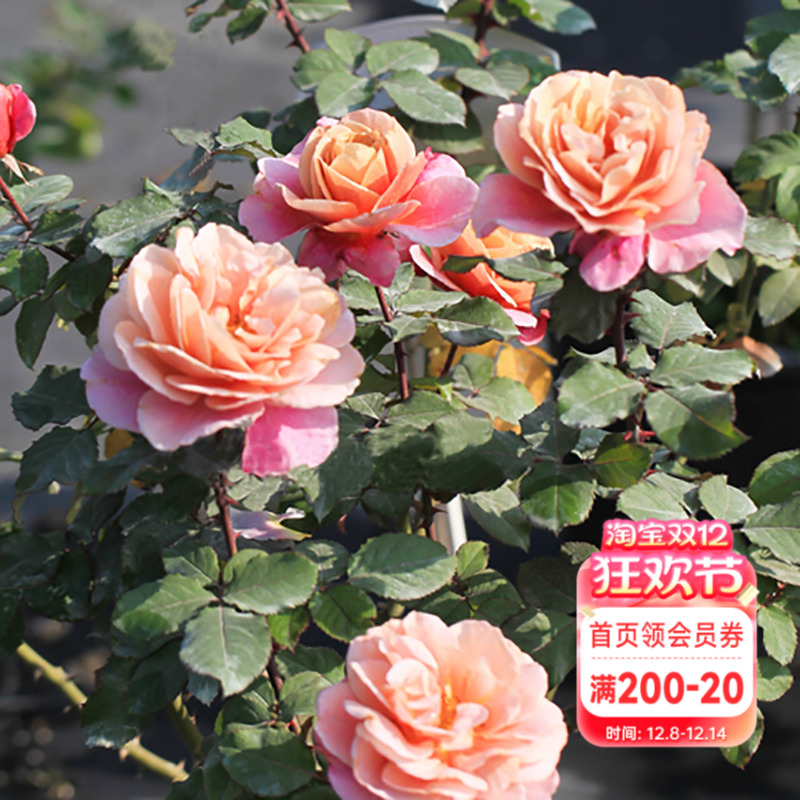 海蒂的花园复古月季植物盆栽