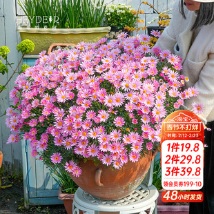 海蒂的花园玛格丽特多年生洋菊阳台庭院盆栽地栽菊科草本花卉植物