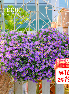 海蒂的花园姬小菊盆栽带花苞绿植楼顶可垂吊植物阳台紫色花苗花卉