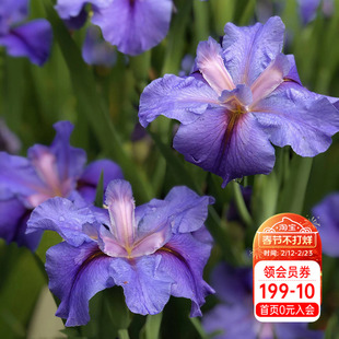 海蒂的花园路易斯安娜鸢尾种球宿根阳台盆栽地栽水生植物花卉块根