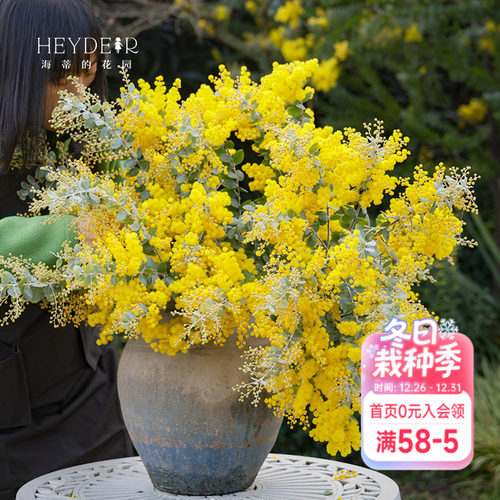 银叶金合欢海蒂的花园