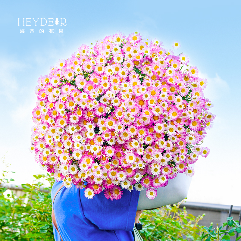 蓝色玛格丽特盆栽草本花卉