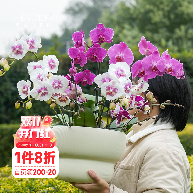 海蒂的花园蝴蝶兰盆栽带花苞大年宵兰花苗白纱宝贝金蝶胡室内花卉