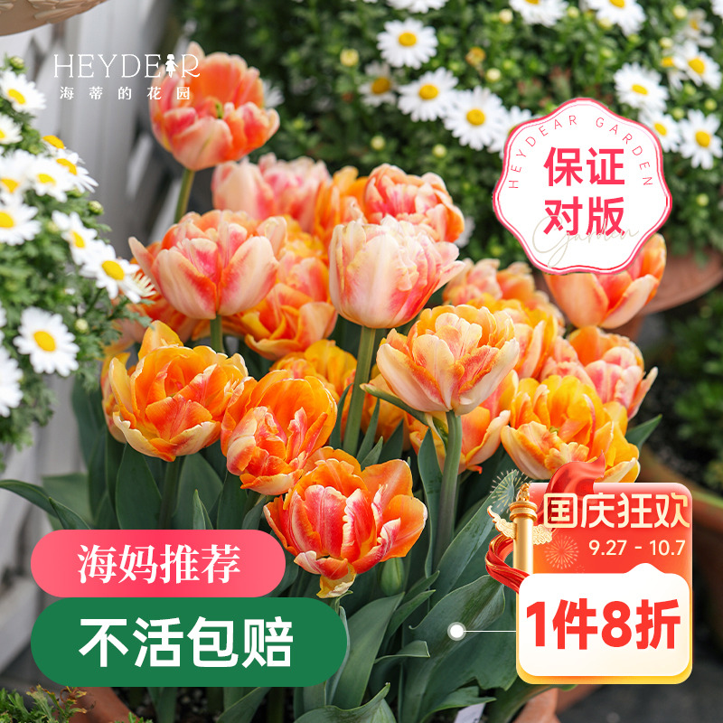 郁金香种球进口5度球狐步舞