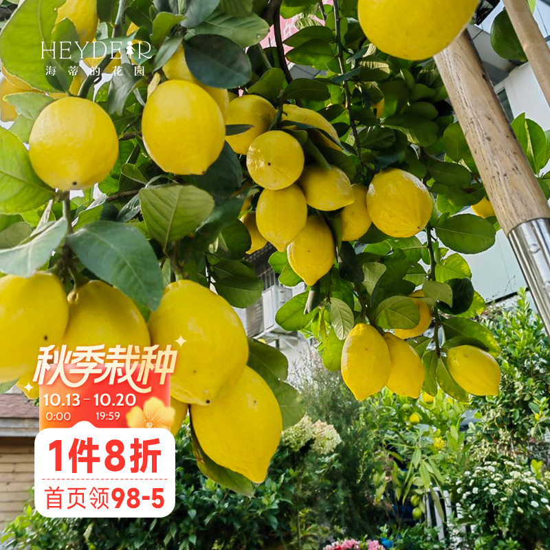 海蒂的花园香水柠檬家庭好养