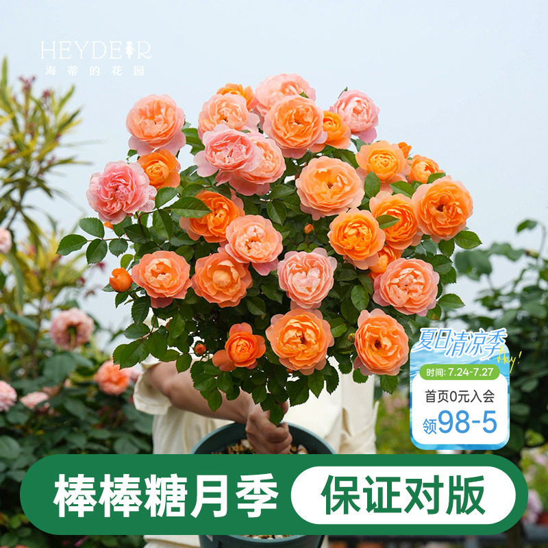 海蒂的花园棒棒糖月季花苗盆栽果汁阳台蓝色阴雨开花植物四季花卉
