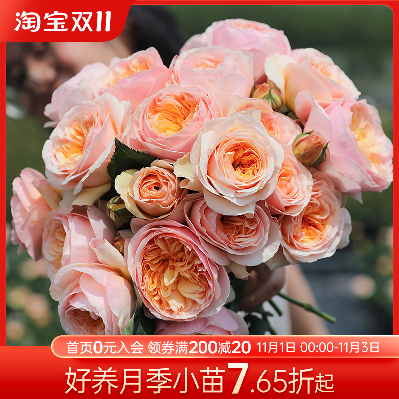 海蒂的花园月季花苗盆栽果汁阳台蓝色阴雨粉色龙沙宝石爬藤玫瑰花