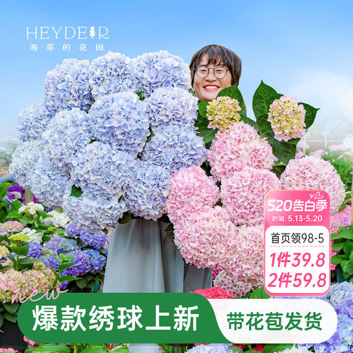海蒂的花园绣球花苗盆栽无尽夏万华镜大花阳台花园庭院花卉植物
