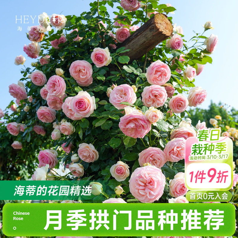 海蒂的花园月季花苗爬藤拱门玫瑰庭院地栽蓝色阴雨粉色龙沙宝石
