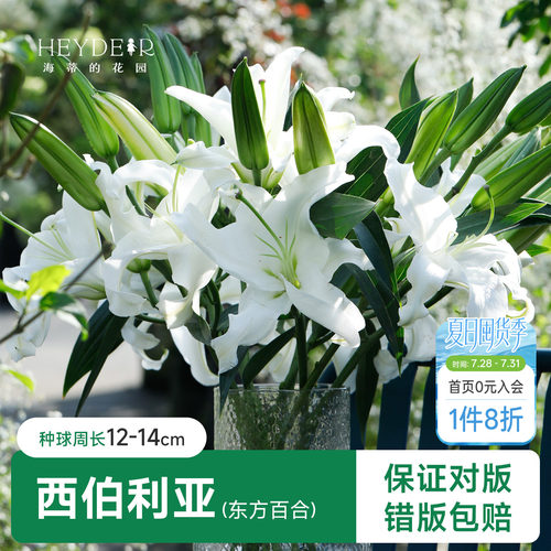 百合种球阳台盆栽品种