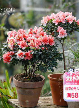 海蒂的花园 杜鹃花耐阴室外庭院阳台多年生灌木盆栽花卉植物花苗