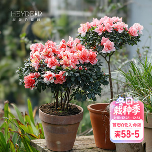 海蒂 杜鹃花耐阴室外庭院阳台多年生灌木盆栽花卉植物花苗 花园