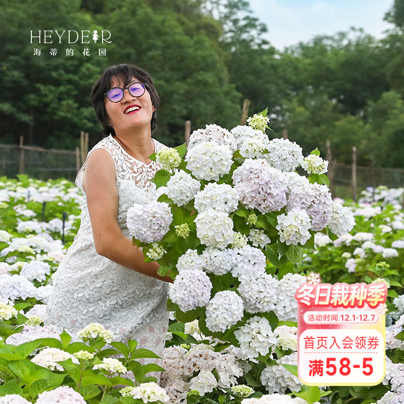 海蒂的花园无尽夏新娘庭院易爆盆