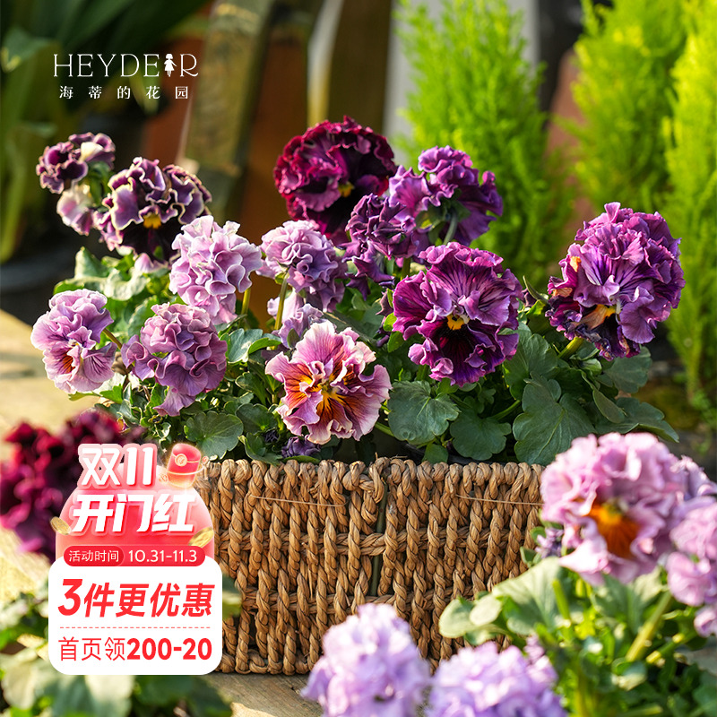 角堇冬春阳台盆栽花卉