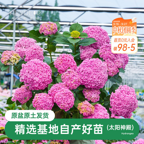 大花直立绣球海蒂的花园